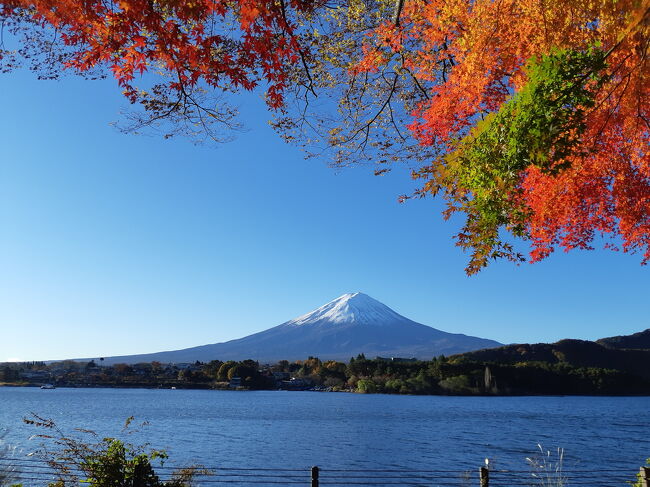 素晴らしい富士山と紅葉の河口湖、鳴沢村の紅葉台は最高