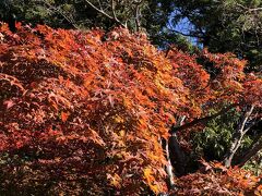 天覧山からの眺望と能仁寺の庭園