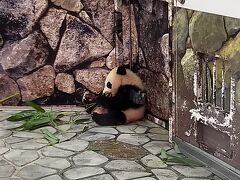 赤ちゃんパンダを見に行こう～南紀白浜マリオット宿泊