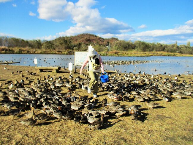 11月10日水曜<br />安曇野といえば長閑な田園地帯をサイクリングしている風景が思い浮かぶ。<br />晴天の日に、サイクリングで観光したらさぞかし気持ち良いだろうなと。<br /><br />前日のレンタカーで運転した道路状況を鑑みて、それは無謀、小心者の私には無理だと分かった。<br />一緒に観光しようと約束していたオガちゃん、アサちゃんの賛同も得て、レンタカーで観光することに。<br /><br />ひつじ屋さんは水曜が定休日、穂高駅から少し離れた場所にあるオリックスレンタカーに電話したところ、駅に迎えにきていただけるということで、予約。<br /><br /><br />