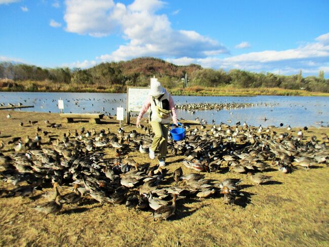 11月10日水曜<br />安曇野といえば長閑な田園地帯をサイクリングしている風景が思い浮かぶ。<br />晴天の日に、サイクリングで観光したらさぞかし気持ち良いだろうなと。<br /><br />前日のレンタカーで運転した道路状況を鑑みて、それは無謀、小心者の私には無理だと分かった。<br />一緒に観光しようと約束していたオガちゃん、アサちゃんの賛同も得て、レンタカーで観光することに。<br /><br />ひつじ屋さんは水曜が定休日、穂高駅から少し離れた場所にあるオリックスレンタカーに電話したところ、駅に迎えにきていただけるということで、予約。<br /><br /><br />