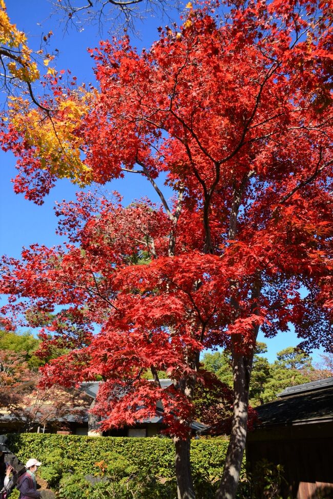 秋晴れに誘われ、カメラとマスクを忘れずに東京・立川市の国営昭和記念公園へ秋色さがし出かけてきました。<br /><br />