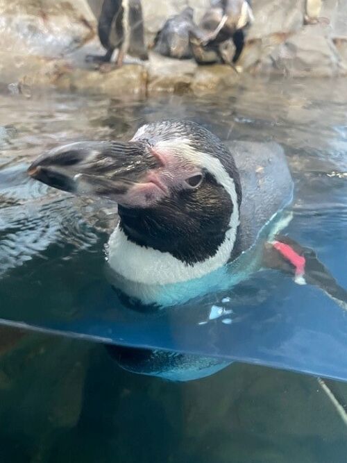 新江ノ島水族館でシラスを捕獲してきた』藤沢・江ノ島(神奈川県