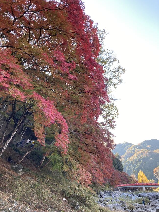 週末に名古屋にグルメ、観光を楽しみに出掛けました。二日目は、早起きして毎年紅葉で有名な香嵐渓に向かいました。紅葉の最盛期には少し早かったのですが、のんびりとした里山の風景に癒されながら朝のお散歩が出来ました。