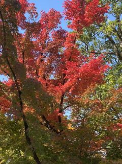 京都の紅葉