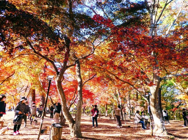 【2021年】秩父は黄色だったけど長瀞は紅だったよ。月の石もみじ公園へ行ってみました。ライトアップは23日まで！