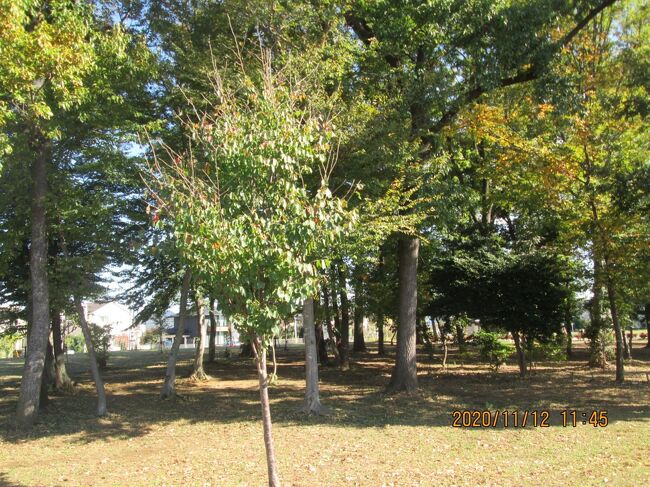 流山市のおおたかの森北・上野牧野馬土手・十太夫近隣公園