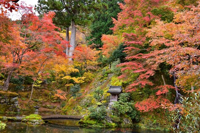 郡上八幡では、紅葉の名所として郡上八幡城と<br />その人気を二分する<br />慈恩禅寺の庭園「莖草園・てっそうえん」が見頃。<br /><br />先ほど、郡上八幡城の紅葉を堪能して、<br />城を下りて城下町の「慈恩禅寺」の奥庭「荎草園」へ<br /><br />慈恩禅寺は、1606年（慶長11年)、<br />時の郡上八幡城主遠藤慶隆が開基となり創建された古刹で、<br />名勝の庭園である莖草園は東殿山麓の巨岩を<br />そのまま生かした室町様式の禅宗庭園です。<br />「座観様式」という書院から静かに眺めるお庭の造り…。<br />静寂の中を滝の水音とかすかに聞こえる水琴窟の音色に心が洗われる。<br /><br /><br />2021　紅葉を訪ねて　<br />　（1）古今伝授の里フィールドミュージアムの初黄葉<br />　　　　　https://4travel.jp/travelogue/11720702<br />　（2）秋の絶景・郡上八幡城紅葉<br />　　　　　https://4travel.jp/travelogue/11722465<br />　（3）見頃の紅葉「慈恩禅寺」の奥庭「荎草園」<br />　　　　　https://4travel.jp/travelogue/11722842<br />　（4）大智寺の無相の庭&amp;真長寺の石庭（前）<br />　　　　　https://4travel.jp/travelogue/11723551<br />　（5）各務原の紅葉（法福寺.自然の遺作の森そして、各務原公園)<br />　　　　　https://4travel.jp/travelogue/11724294<br />　（6）飛騨・美濃紅葉33選にも選ばれた紅葉/虎渓山 永保寺<br />　　　　　https://4travel.jp/travelogue/11724789<br />　（7）名古屋の奥座敷とも言われる応夢山定光寺の紅葉<br />　　　　　https://4travel.jp/travelogue/11725016<br />　（8）東海一の紅葉の名所～足助町・香嵐渓<br />　　　　　https://4travel.jp/travelogue/11726231<br />　（9）四季桜と紅葉のコラボ ・川見四季桜の里<br />　　　　　https://4travel.jp/travelogue/11726865<br />　（10）美濃市須原にある神社・洲原神社の紅葉<br />　（11）美濃の正倉院・両界山横蔵寺の紅葉<br />　　　　　https://4travel.jp/travelogue/11727350<br />　（12）各務原市民公園「学びの森」のイチョウ並木道?<br />　（13）大智寺の無相の庭&amp;真長寺の石庭（後）<br />　　　　　https://4travel.jp/travelogue/11727679<br />　（14）近江の隠れた紅葉名所胡宮神社&amp;紅葉公園<br />　（15）湖東三山の初冬の黄葉落葉の釈迦山百済寺<br />　　　　　https://4travel.jp/travelogue/11728032<br />　（16）石の寺　教林坊の紅葉と庭園<br />　　　　　https://4travel.jp/travelogue/11728936