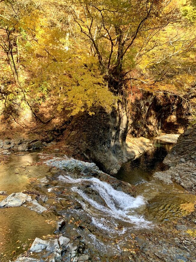 11月５日～６日の2日間で群馬県四万温泉へリベンジ旅行へ出かけました。<br />リベンジのお宿”時わすれの宿　佳元”さんのお食事も温泉も女将さんもスタッフの皆さんも最高で、四万温泉のリベンジ大成功＼(^o^)／になりました！！<br /><br />2日目はお宿を後にして、先ずは昨日夕方に行った奥四万湖へもう一度行って午前中の四万ブルーを。。<br />とっても綺麗な紅葉街道を走って名所の四万甌穴へ。。<br />ここは真っ赤な紅葉ではなくて黄金色に輝く黄葉で川の流れととっても合っていて心が安らぐ所でした♪<br />甌穴を後にして行ってみたかった、みなかみの”たくみの里”へ。。<br />ちょっとイメージしていた感じと違っていたのだけれど、のんびり見て回って。。<br />お昼はどこも混んでいたので、次のお目当て赤城自然園への途中で高速道路の赤城サービスエリアでお昼を頂いて。。<br />赤城自然園の真っ赤に燃える紅葉に出会う事が出来ました(^^♪<br /><br />2日目も紅葉＆黄葉の写真が多くなってしまったので流して見て下さい。<br />最後までお付き合い頂きご覧下さい。。