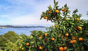 2021年11月　熱海旅行②♪MOA美術館♪初めてのみかん狩り♪自然薯海鮮ランチ♪