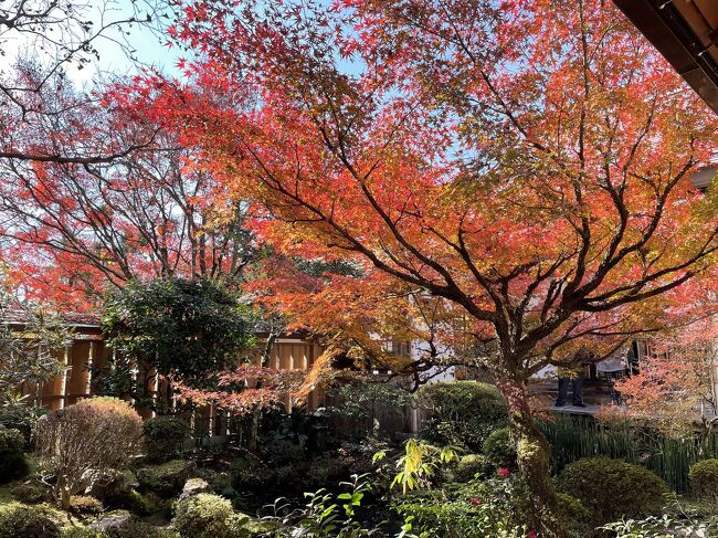 大原といえば三千院だけど、額縁庭園の宝泉院がお気に入り。そろそろ見頃かなーと行ってきました。