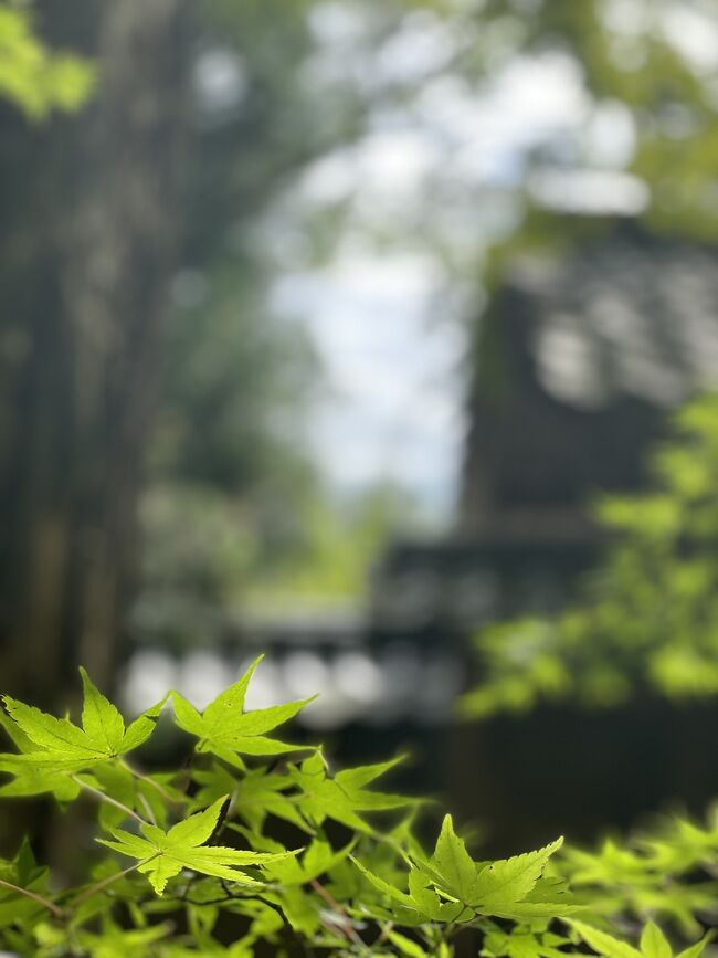 額縁庭園のある蓮華寺<br />気になったら即行動