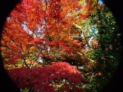 高山寺･神護寺･西明寺･三千院･圓通寺 京都洛北の紅葉めぐり2021