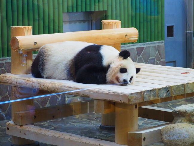 歳下の女友達と一眼レフ片手に王子動物園に行って来ました。<br />ど平日なのに結構お客さん多かった！<br />動物も高齢化なのか、動きがゆっくりでした。<br />フラミンゴ以外は仲間が少なくて寂しそう。<br />クラウドファンディングとかで設備投資して欲しいですね。