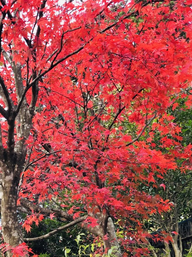 福島市滞在中に近隣で紅葉見ごろの場所を検索したところ、白河市の南湖公園がヒット、南湖神社と翠楽苑を散策することにした。福島から国道4号線を南下して約2時間の快適なドライブだ。<br /><br />南湖公園はまさに見ごろを迎えており、太陽光の下、鮮やかな紅葉を堪能した。この公園は1801年、白河藩主松平定信が築造した日本最古といわれる公園。湖畔には吉野桜、松、嵐山の楓などが移植され、春の桜、夏の新緑、秋の紅葉、冬の雪景色など四季折々の美しい風景を堪能できるように作られた。公園内に日本庭園の翠楽苑、南湖神社が隣接している。なお、今大河ドラマで話題の渋川栄一が南湖神社の造営に尽力したという。湖畔の茶店では名物の南湖だんごを楽しめる。<br /><br />続いて南湖公園に隣接する翠楽苑を訪れた。入園料は350円、呈茶とのセットでは850円。南湖公園を市民に開放した松平定信が、伝統的な池泉回遊式日本庭園に基づき造営した。園内を一望できる「松楽亭」や、南湖・関山を借景できる茶室「秋水庵」があり、呈茶も楽しめる。｢翠楽苑｣の名称は南湖の緑に通じる｢翠｣に、｢楽｣の一字を入れ名付けられたという。京都の名園に佇んでいるような気持にさせられた。<br /><br />最後に南湖公園に隣接する南湖神社を参拝した。今年の大河ドラマの主人公渋沢栄一ののぼりが立てられ、南湖神社創建に尽力したことが掲示されていた。江戸幕府8代将軍徳川吉宗の孫であった松平定信が白河藩の藩主になった時、天明の大飢饉が発生、しかし彼の采配で危機を乗り切り、領民から餓死者は一人も出さなかったとのことから、名君とたたえられている。又、日本最古の公園である「南湖」を築庭し、身分の分け隔てなく一般市民に開放した。これらの偉大な功績を称えたいと思う白河市民や、松平定信を崇敬する渋沢栄一が尽力し、1922年竣工した。