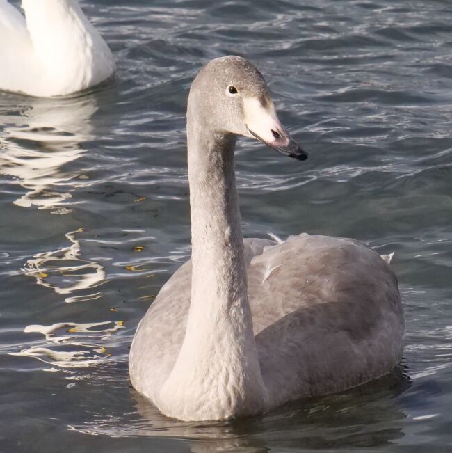 ※写真は、アイコンタクトする屈斜路湖の白鳥の子供<br />3日目です<br /><br />今日のガイドさんのうんちくの一部<br />屈斜路湖　カルデラ湖<br />カルデラはポルトガル語（caldeira）、大鍋の意味<br /><br />北海道の形の湖はペンケトー<br />雄阿寒岳の山麓にある湖沼がパンケトー・ペンケトー、アイヌ語のパンケトー（下の・湖）、ペンケトー（上の・湖）に由来する<br /><br />トド松とエゾ松の見分け方<br />枝の向きで、下がエゾ松、上がエゾ松<br /><br />十勝川　モール温泉について<br />太古の昔、自生していた植物が長い時間をかけて堆積し、できあがった「亜炭層」を通って湧き出る温泉、植物性有機物を多く含む<br />「モール」とは、泥炭地などをさすドイツ語（moor)