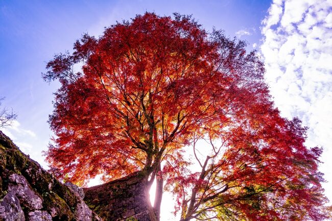 　用作公園の次に、竹田市にある岡城の紅葉を楽しみます。<br />　滝廉太郎が、岡城をモデルにして「荒城の月」を作曲したことは余にも有名ですが、広大な敷地の絶壁上に石垣群で築かれた山城で、「難攻不洛の堅城」と謳われていました。　