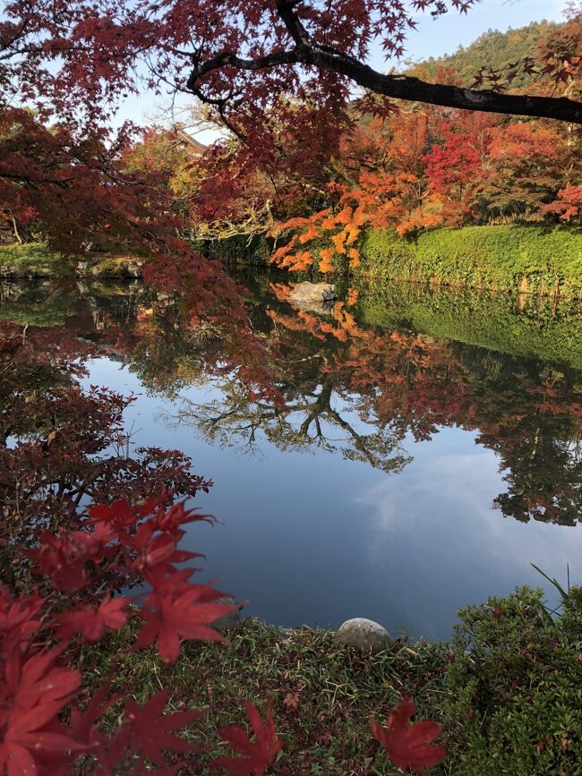 2021.11.19　金　京都市　上京区、左京区の紅葉めぐりです<br />晴れ　最高温度19.4℃　最低気温8℃　　自転車で散策<br /><br />・泉涌寺付近　京都市東山区*<br />・下鴨神社　　京都市左京区*<br />・蘆山寺　　　京都市上京区　<br />・京都御所　　京都市上京区*　<br />・妙顕寺　　　京都市上京区<br />・金戒光明寺　京都市左京区<br />・真如堂　　　京都市左京区　　<br />・永観堂　　　京都市左京区<br />・南禅寺　　　京都市左京区<br /><br />平日でしたが、真如堂と永観堂は見頃と言う事もあって人が多かったです。これが土日となるとどうなんでしょうか？昔から永観堂に関しては凄い人とは聞いています。<br /><br />交通ですが日中は混んでいませんがPM4時を過ぎると南行きは渋滞します。一般的によく言われる嵐山方面は混んでるとか言われますが車が青信号になっても動かない様な事は無いです。そもそも京都は146万人都市で人口が多いので紅葉に関わらず人の移動は多いです。基本的に平日にしか観光しない私にとっては別世界です。<br />コロナの影響で平日は何処もガラガラです。<br />https://souda-kyoto.jp/guide/season/koyo/　　　リアル各寺院紅葉情報<br />http://www.houkyouin.jp/contents/peak.html　　毎年宝筐院紅葉ピーク状況<br /><br /><br /><br />