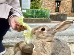 四国4泊5日一人旅その2～松山城、道後温泉、しまなみ海道にうさぎ島、ぎっしり詰め込んだ愛媛県編