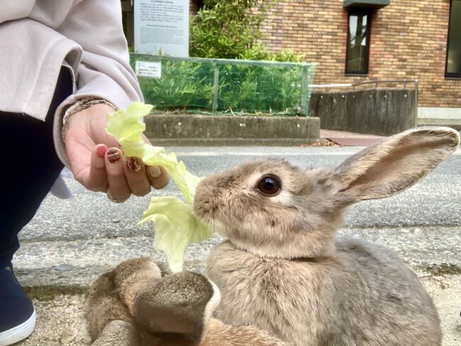 四国旅行の2日目は香川県の善通寺から愛媛県の松山に移動しました。<br />松山城を見て、道後温泉に宿泊し、次の日はしまなみ海道を巡ってから高知に行くという大移動でした。<br />尾道で瀬戸内海を見たときに、島々のシルエットが海に浮かぶ美しさに感動し、しまなみ海道にはずっと行きたいと思っていました。<br />そこから会社の後輩に勧められてうさぎ島と呼ばれる大久野島まで足を延ばしました。<br />うさぎのかわいさに癒されました～<br />猫島に続いてうさぎ島もすっごくよかったです♪<br /><br />＜スケジュール＞<br />11/08　羽田空港→高松空港、レンタカーを借りて栗林公園→男木島（通称猫島）→ことひら温泉<br />11/09　金刀比羅宮→善通寺→松山城→道後温泉<br />11/10　道後温泉→来島海峡展望館→大山祇神社（大三島）→大久野島（通称うさぎ島）→多々良展望台（大三島）→亀老山展望公園（大島）→ひろめ市場（高知）<br />11/11　桂浜→龍河洞→大歩危→祖谷のかずら橋→鳴門<br />11/12　うずしお汽船→大塚国際美術館→高松空港→羽田空港<br />