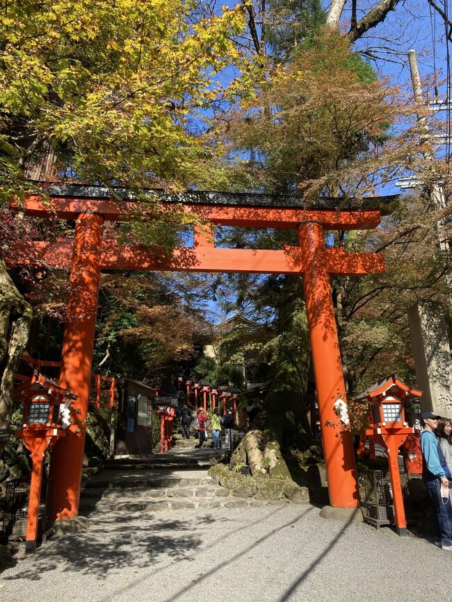 コロナ第5波とよばれた2021年夏、コロナ関連の仕事をしている私は超多忙な日々を過ごし、感染者が減ることなど想像もしていませんでした。でも秋になると、コロナ感染者が激減。信じられないくらいの減り方にただただ驚いていましたが、【そうだ!今のこの時期に京都にいこう!】仕事がキャンセルになり、本当に急に思い立ったことなので、まずはJTBに相談に行こう!そしてJTBに行ってきました。「明後日から京都に行きたいんだけど、新幹線とホテル押さえてくれませんか」とお願いしたのでした。明後日からの京都、紅葉時期でもあるので、新幹線満席の可能性もある、行くことができるかしら?<br /><br />JTBからは、「新幹線空席あります」と言われ一安心。さらに「おひとりさまプラン」を提示される。その「おひとりさまプラン」は、私がネット検索でみていたものより安い。希望するホテルがおひとりさまプランだと、朝食付きで10000円ほど安くなる。朝食付きで安くなるんですね?なぜかしら?この世の不思議です。ま、明後日出発でチケットが取れたので万々歳です。<br /><br />11月14日 新横浜~京都 下鴨神社お参り・北野天満宮<br />11月15日 百万遍手つくり市・貴船神社お参り<br />11月15日 京都~新横浜 嵐山天竜寺<br />京都に着いたら、まずは下鴨神社にお参りすることだけ決めておいて、あとはその時考えよう。ってかんじで。夜ホテルの部屋で明日はどうしようかな?と考えるのも楽しかったな。
