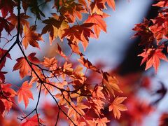 箱根美術館 +他 紅葉2021