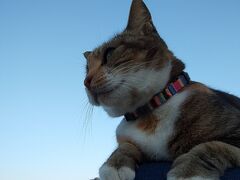 勝手に猫まみれ！福岡の離島・相島で日帰りニャンツアー