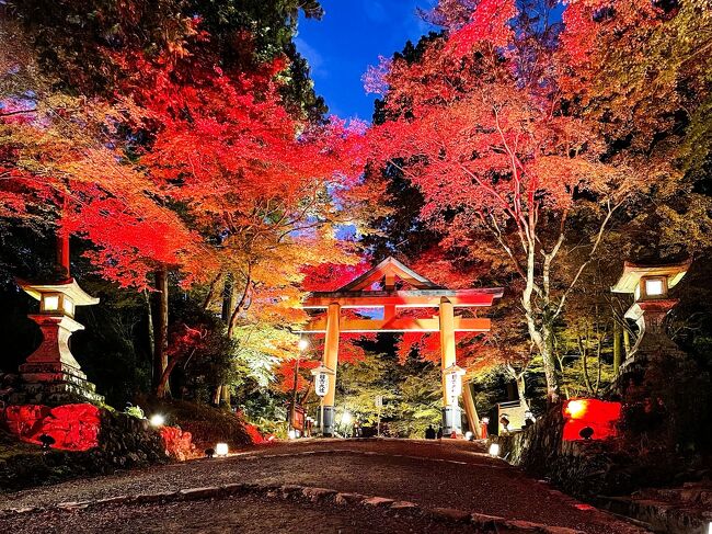《2021.November》あみんちゅぶらり淡海を歩く旅そのXXXV坂本前編~比叡山坂本秋のライトアップ・日吉大社編~<br /><br />今年の秋のテーマは〝紅葉〟と〝ライトアップ〟で決まり…と意気込んだのはいつの日か。連休を取るためには連勤をせねばならないシフト勤務の辛さはあるが、何故か〝金曜日〟の休みが続いている。記録を見ても11月19・26日と。平日ではあるのだが週末絡みで特に夜は人が多いような気がする。まあ名目上は外出規制が解かれたと言っていることもあり、ある意味観光地に人が集まることは仕方がないのではあるが、〝密回避〟をモットーに行先を決めている私にとってはいささか勝手が違う。しかし手をこまねいているとまた出掛けるきっかけを失うのが今年の定石。また紅葉の見頃を考えても11月末迄だろうということもほぼ間違いはない。それに加えて夜間拝観等の〝イベント〟は大凡土日を最後にして終了するようだ。<br /><br />とは言え当日に候補地を抽出しているようではあまり遠出をするわけにもいかない。先週訪れた〝石山寺あたら夜もみじ〟もそんな理由から決めたようなものだ。それから1週間が経ち仕事中に比較的近くてライトアップされている〝名所〟を探してみた。ピックアップしたのは〝比叡山坂本ライトアップ〟の一環である〝日吉大社〟と〝西教寺〟。17:00~20:30と時間も長めで尚且つ駐車場・入山料ともに〝無料〟となれば行ってみる価値はある。おまけに琵琶湖の水位低下から普段は見ることができない〝坂本城跡の石垣〟が見えることもある。元々このコースは公共交通機関+徒歩で回る予定だったので時間にはかなり余裕を取っていた。今回は上手い具合に車を借りることができた。そのため移動時間を短縮することができる。そんな理由から場所は知っていながら今まで訪れることがなかった園城寺町にある〝戦跡〟を訪ねることを組み入れてみた。<br /><br />令和3(2021)年11月26日金曜日<br />ライトアップをテーマに出かけるならばその〝開園時間〟に合わせて行かなければならないことは仕方がない。今回の〝比叡山坂本秋のライトアップ〟は17:00から始まることであったが、最初はバスと電車の利用を考えていたため、行程を組んではいたが車を使うことができることがわかり立ち寄り地点を増やして予定通り14:00過ぎに出発する。いつものローソン大津大平1丁目店であらかたのコースをナビに入力をするが、若干行きたいところと異なる場所が示されているように感じ、スマホナビのバックアップも付け加える。ファミリーマート大津国分店に再び立ち寄り、コース設定を変更し改めて出発する。まず目指した場所は大津市歴史博物館。正確にはその北側に位置する〝大津市民文化会館〟の駐車場である。<br /><br />文化会館建物横の階段を登る。左手に進むと〝若鷲の碑〟が建立されていた。昭和18(1943)年4月に大津陸軍少年飛行兵学校が開校。入学一年目に操縦・通信・整備で適性を分けられ、その後適正により陸軍飛行学校・陸軍航空通信学校・陸軍航空整備学校へと進み、戦況が悪化する陸軍航空隊を支える兵士となっていった。国民学校初等科卒業程度の14歳以上19歳未満という今ならば中学から高校生の少年達がお国のためと志願した史実である。飛行学校に搭乗員候補として進んだとしても実際には訓練が間に合わず単独で操縦するところまでは出来なかったと言われているが、太刀洗飛行場に配属され知覧まで特攻機の搭乗員を輸送することはあったようである。しかし大津陸軍少年飛行兵学校跡地に滋賀県立大津商業高等学校が開校し、その山手にひっそりと〝若鷲の碑〟が建立されていることはもう少し近江の歴史を知るのにクローズアップされても良いように思えてならない。人によっては大津市歴史博物館会館がその存在を消し去るかのように開館したとまで言っている。湖国でも戦跡は至る所にあることは忘れないで貰いたい。そうふと思った私であった。<br /><br />若鷲の碑と階段を挟んで北側には〝歩兵第九聨隊之跡〟碑がある。西南戦争にも従軍した歴史ある部隊であるが、大正14(1925)年の宇垣軍縮による軍制改革により京都に移駐し、第16師団に編入されている。昭和になって日中戦争中に北志那方面軍とともに新設された第2軍零下部隊となった後に一度帰還した。太平洋戦争では昭和16(1941)年に第14軍戦闘序列に編入され、緒戦のフィリピン攻略に参戦しマニラ陥落後はフィリピンに駐屯している。昭和19(1944)年には第35軍隷下となりレイテ島に移駐する。その後レイテ島の戦いに於いてブラウエン飛行場を奪回する〝和号作戦〟を敢行するが、米軍の激しい反撃を受け連隊は壊滅状態となった。その後の調査で米軍の包囲網を突破して連隊陣地まで帰還できた将兵はなかったとされ、戦闘に於いて玉砕したとされている。しかし生存者がいなかったことから〝推定〟されたという意見も有るようである。<br /><br />ここでは戦跡に対してあれこれ述べるのは控えておくが、この〝歩兵第九聨隊之跡〟碑。の隣には〝不死美臺〟と刻まれた石碑も残されている。現在語に訳すると〝富士見台〟となるが、以前はここから〝近江富士〟である三上山が望めたのであろうと記されたものが散見される。しかし敗戦後米軍に接収されたものが返還された昭和33(1958)年には、この界隈に視界を遮るような高層階の建物などある訳もなく、今でも方向を知るものであれば、大津商業高校の屋根越しに三上山が望めることはわかっているはずである。疑う訳ではないがどうもこの辺りは後世の創作によって作られた感を感じざるを得なかった。<br /><br />そんなことを考えながら車へ戻り、次の目的地を目指す。昨今の天気によって琵琶湖の水位が下がり、14年ぶりに坂本城の石垣が見えているという情報から、坂本城址公園駐車場を目指したのであるが、現地についてまさかの光景を目にしてしまう。まさかの〝駐車場閉鎖〟の表示が。地元民として恥ずかしい限りだが、坂本城址公園に関して調べたものに関してはその記載はなかった。後日〝大津市内の県営公園〟のHPに於いてその一文が記載されていることを知る。坂本城遺跡への観光客の駐車場利用が著しく、駐車場に入れない車両による県道高島大津線の停滞により、通行に支障を来しているため、やむなく令和3(2021)年11月22日月曜日から当面の間、湖岸緑地・下阪本公園の駐車場閉鎖するとのこと。訪れたのは11月26日金曜日、つまり4日前から閉鎖されていたことを知る。しかしこういう意味のないことを当たり前のようにやってのけるおバカな滋賀県のお役人、閉鎖したから改善したことがないことは外出規制をかけた昨年以降は〝意味をなしていない〟事実。むしろ路駐が増え見通しが悪くなり対歩行者の事故リスクが高まる〝だけ〟にしかならないことを(怒)。結局は平日であっても南行き車線には複数台の駐車があり、渋滞まではしなくともナビ上はそこで流れが悪くなっていた。確か南に下ったところにも駐車場はあったような…と向かったがこちらは車内にドライバーがいない車の置き場化していた。車で来なければ…と悔やんだところもあったが仕方がない。来年どうやって滋賀県に税金を納めないようにするかを考えながら車を転回し坂本の街中へと向かうことにした。<br /><br />予定では坂本城址滞在時間分が浮いた形になるのでライトアップも始まってはいない。取り敢えず予定していた市営大宮川観光駐車場へと向かうが、面食らうほど空いている。一旦車は停めたものの目的地である日吉大社・西教寺の中間に位置するため、どちらへも徒歩10分程かかる場所なので、ヘタレとしては出来れば歩かなくても済む駐車場を探す。目指した先は坂本ケーブル入口付近の観光駐車場。他府県ナンバーが停まっていることに良くは思わないが、取り敢えず駐車できることがわかり安心する。<br /><br />車を停め歩いて行くと懐かしい景色を見ることとなった。延暦寺学園比叡山中学校高等学校の校舎だ。〝一隅を照らす〟と書かれた看板が目印の県内屈指の私立学校である。私はここの卒業生ではないが、太古の昔高校入試で訪れたことがある。大津エリアでは結構卒業生が同僚に居たりするが、うちの職場にも2人いる。そんな校門前を通り過ぎ、日吉大社の表鳥居へと辿り着く。諸説あるがこの鳥居は湖岸から歩いて来ると三番目になると言うことで〝三ノ鳥居〟と呼ぶこともあるらしいが、聞いただけでは確認が取れなかった。<br /><br />時間的に余裕はあるので閉門した旧竹林院へと向かってみる。土日祝祭日は予約制でライトアップがみられるということであったが、なんせ数日前に行先を決めている私にとって予約を取るなどということは不可能である。昼間でも楽しめる場所だということは聞いていたので、来年の紅葉の時期を楽しみにして今回は先を急ぐ。<br /><br />日吉大社は大別して5つのエリアから構成されている。今回のライトアップ会場となっているのは〝大宮橋エリア〟と〝西本宮エリア〟であるが、その会場外でも参拝個所はある。今回は〝東本宮エリア〟を目指し歩いて行く。昼間ならば入山料を払う受付は既に閉まっており、灯篭が並ぶ参道の奥に楼門が見えている。人がいないことがまた厳か感を引き立てており、参道は独り占めして写真撮影ができる。楼門奥には東本宮本殿や樹下宮本殿等が暗闇の中にライトアップされている。紅葉のライトアップ会場として書かれていれば、そこだけに人が集まることはいつものこと。順路を少し離れるだけでこんなフォトジェニックな場所があることを探すことも旅の醍醐味である。<br /><br />そんなことを考えながら山王鳥居付近からライトアップゾーンに入る。この西本宮メイン参道はほぼ直線に西本宮桜門前広場まで繋がっている。それ故に参道中央付近でカメラを構えると同じような写真しか撮れないために、敢えて参道の端に三脚を立ててナイトモードとバルブ機能を利用して撮影した方がいろいろなシーンをカメラに収めることが出来る。宇佐竈殿社参道手前には日吉大社ならではの〝神馬舎〟〝神猿舎〟が設けられている。神馬は作り物であるのはいつものことではあるが、神猿は実物のお猿さまである。もっとも建物内が暗いので実際にいらっしゃるのかどうかは確認はできなかった。<br /><br />その隣には白山宮本殿につながる白山宮参道がある。ここは参道自体に加えて拝殿が照明でライトアップされており、その色合いにつられて行く者も多いようだったが、写真で切り取ると意外にも明る過ぎてレンズ内で光が乱反射をしており、目で見たものとはかなり違う印象を受ける。白山宮参道に対しそのすぐ隣にある宇佐宮参道は、参道のライトアップはされているものの拝殿のライトアップはなく、人も歩いてはいない。大丈夫とはわかってはいても暗いところは警戒する人間の性が垣間見えるようにも思った。<br /><br />時折振り返って今来た参道を振り返ってカメラを構えると、長時間露光をするため動いている人は写り込まなくはなるのだが、それでも帰り道は足早になっていくことが感じられるものとなっている。山王総本宮日吉大社の顔出しがあるので三脚もあることからチャレンジしようとも思ったがやはり恥ずかしいのでやめておく。西本宮桜門前広場には〝春日岡〟と書かれた霊石が置かれている。これに関しては特段記載が見られなかったので〝ありがたいもの〟と心に思いつつ先を急ぐ。この広場から大宮川に下りられるような道があるようだが、そちらには照明もないため今回のライトアップ会場になっていないと考え行かなかった。西本宮桜門前には何やらゲームの主人公的なイラストが置かれている。なにが徳川家康なのかはわからないが〝コラボレーションデジタルスタンプラリー比叡山戦国BASARA〟というものが今年の12月5日まで行われており、その必須ポイントの日吉大社が徳川家康とコラボしているらしい。ゲームは目が疲れるから手を出さない私には、特段興味を惹くものではなかった。それよりも桜門から西本宮を眺めてみる。拝殿は照明が当てられているだけであるが、本殿はイルミネーションライトアップとなっているようだ。中には入れないので桜門から参拝する。そして振り返るとそこには最近よくインスタ等で見かける〝手水舎〟があった。ライト系を用いると水面に乱反射してしまい被写体がぶっ飛ぶ典型的なシーンなので、いつもと同じようにシャッターを開けて撮影する。最も〝撮影機材〟を持ってきているからできることであり、スマホだけではできる技でもない。最近はナイトモード搭載のスマホを持つ者が増えなにがしらの手腕で撮影できているように思うものの、そこまでの機能を搭載していない端末ではライトを用いるしかない。上手く撮れない~とおばさま達がボヤいていたが、端末の値段の差ですよ~と販売人は心の奥底でほくそ笑むのであった(笑)。<br /><br />ライトアップ時には東門同様西本宮桜門内の参拝はできないためにこの広場が最終目的地となる。後は今上って来た参道を下りて行くのみとなる。写真を見るだけでは人通りが少ないように見えるようだが、スマホのナイトモードやカメラの長時間露光をしているために動く人間は写り込んでいないだけのことである。つまりそれなりの数の参拝客はいたのが事実である。<br /><br />下る一方の参道は上りに比べると歩き易く時間もかからない。しかしカメラ構えるには人通りを見ながら三脚を立てないといけないためにどうしても参道中心ではなく、脇の位置から構えないといけないのが現状である。実際に山王鳥居等は斜めの位置から撮影しているが、それが逆に普段目にするものとは違って新鮮味を感じるところがある。実際に手持ちのスマホで景色をする方々が多く、敢えて斜めの位置からカメラを構えている私の姿が珍しく見えたようなところもあったのか?〝アングルパクらせて貰いました〟等という声も掛けてもらったりしたこともあった。<br /><br />行きは山王鳥居付近から入って来たため、三の鳥居へ至る部分は今日初めてとなる区間である。日吉大社の紅葉ライトアップは、スタンダードなライトアップが中心で彩られており、色付いた紅葉等の落葉樹が黄色や赤の〝暖色系〟のライトによりその雰囲気を盛り立てているものが多い。ただ一部参道に掛かる大宮橋から眺める走井橋付近一帯は〝寒色系〟のライトアップがされており、メインの紅葉ライトアップとは違う印象を持つものとなっていた。<br /><br />大宮橋を過ぎると走井元三大師堂が見えて来る。間もなく日吉大社の紅葉ライトアップの終点が近付くのであるが、この付近の石垣は〝穴太衆〟と呼ばれる石工達によって積み上げられものが残っている。そんな石積みを見ながら下ると〝表鳥居〟でライトアップエリアの日吉大社は終わりとなる。この日吉大社の参道をどこに始点を置くかは複数の説があり決まってはいない。坂本城址隣の琵琶湖に浮かぶ〝七本柳鳥居〟からとか滋賀県道316号線にある〝一ノ鳥居〟からだとか。そう言った意味では〝表鳥居〟は〝三ノ鳥居〟となる訳だが、そんな表記をされているものもないようだ。<br /><br />まあわからない事だらけではあるが時間は過ぎて行くため、所要時間をオーバーしての滞在だったことも踏まえ車に戻る。次の目的地迄は10分とかからない場所にある天台宗の〝西教寺〟に向かうことにする。<br /><br /> 《続く》