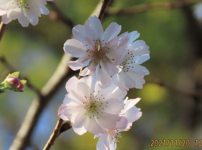 11月20日、午後0時頃にふじみ野市西鶴ケ岡地区にあるビバホーム内の植え込みで咲いている十月桜を見に行きました。<br />花の数もだいぶん増えてきて美しい花が見られるようになりました。<br /><br /><br /><br /><br />*美しい十月桜