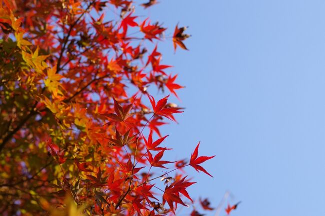 竜田川公園の紅葉は微妙でした2021.11.20