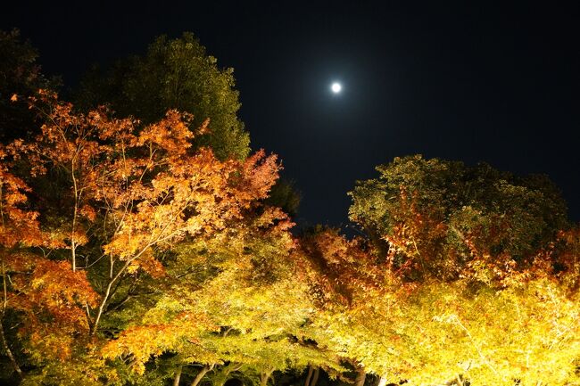 鳴門の用事がひと段落で、またしばらく京都で過ごします。紅葉の季節やし、秋の特別公開とかもありますし、キンキューさんもおれへんし、ちょこちょこ観光にも出かけましょ。