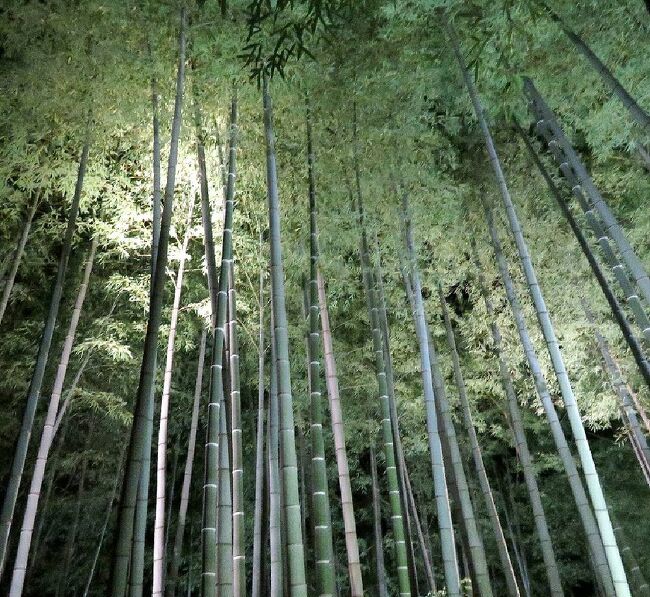 今年の紅葉の旅は宝川温泉で終わりにすると思っていたが、京都からの紅葉だよりを見聞きすると、去年行きそびれた長岡京の光明寺や改装明けの清水寺のライトアップなどを見に行きたくなり、急遽訪れることを決めました。今回は車を使わずに往復バスでの3泊３日（帰路車中泊）の旅行となりました。<br />第二部は、清水寺のライトアップを見た後、ホテルに戻る途中高台寺に立ち寄った時の旅行記です。（表紙写真は、ライトアップされた高台寺の竹林）