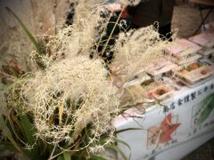 第５２回 箱根仙石原すすき祭り