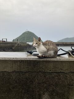 日本列島横断ジャパンレールパスの旅 2021 [6]『琴平→佐柳島 猫の島に雨が降る』編