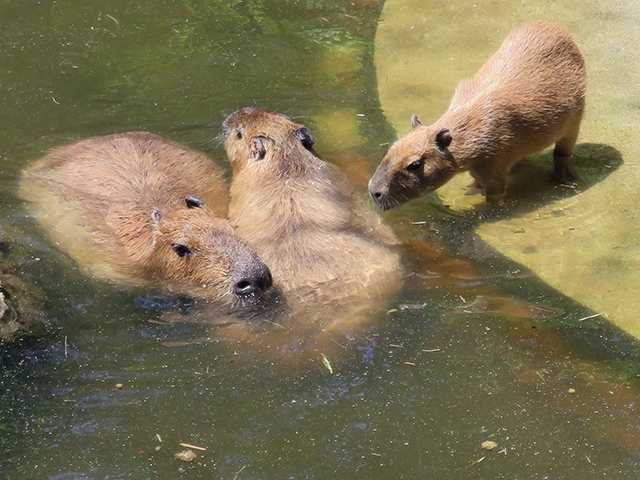 カワウソの日【盛岡市動物公園ZOOMO　2019/05/25】