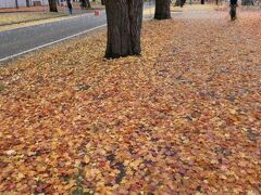 札幌の旅　番外編　北大イチョウ並木で