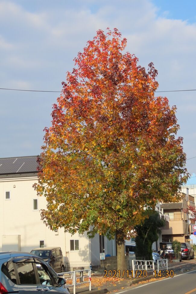 11月20日、午後2時半頃にふじみ野市西鶴ケ岡地区で秋の風景が見られました。　楓の紅葉、皇帝ダリア、西鶴ケ岡公園の桜の紅葉等　　<br /><br /><br /><br /><br /><br />*写真は楓の紅葉