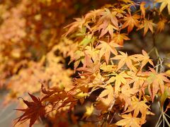 奥多摩湖～むかし道・綺麗な紅葉を愛でる、秋の気ままなプチハイキング旅～