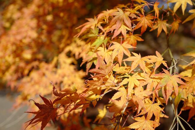 こんばんは。11月2回目の旅行記は、私にしては珍しくいきなり近場の「都内の奥多摩」。紅葉シーズンはいつも大混雑するので基本近づいておりませんでしたが、今回は平日に時間を取ることができたのでサクッと行ってきました。それでも奥多摩方面へ向かう電車は立ち客も出る満員状態という賑わいで、土日だと相当やばい状況だったことでしょう。ルートは奥多摩湖までバスで向かい、帰りは青梅街道の旧道「むかし道」を歩いて戻り紅葉を楽しみました。束の間のプチハイキングでしたが、見ごろを迎えた紅葉もあり、とても気持ちが良かったです。それでは出発~
