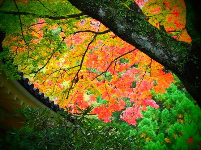 箱根・足柄で紅葉狩り・芦ノ湖湖畔のロッジで鳥の鳴き声を聞いて過ごす二泊三日・後編