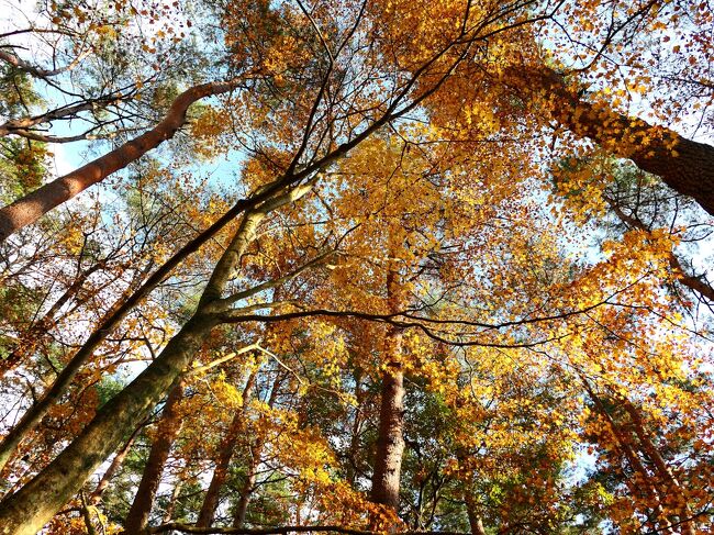 2021紅葉第四弾　毛無山・十二ヶ岳・西湖　～そろそろ終盤～