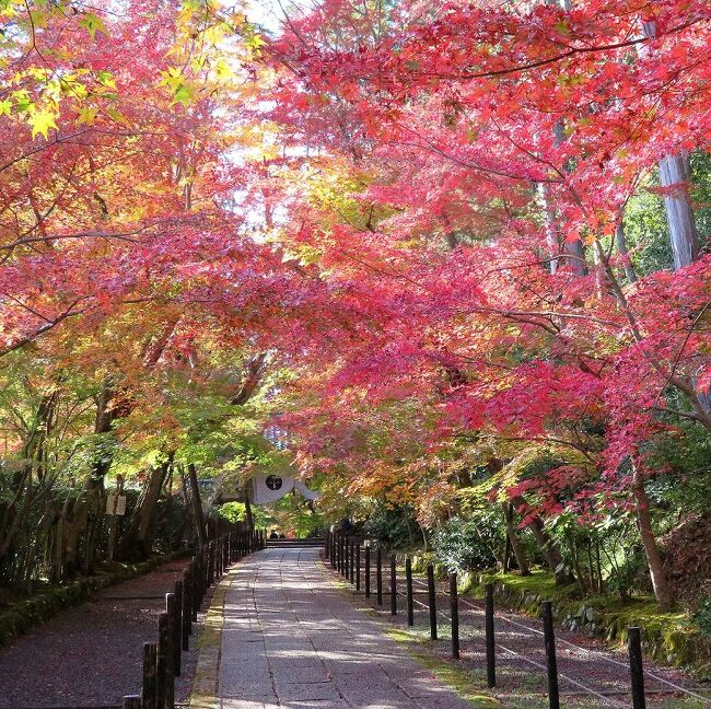 団塊夫婦の日本紅葉巡りの旅(2021京都ハイライト）ー「そうだ京都行こう」・光明寺へ
