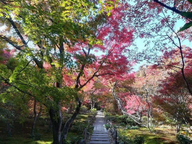 急激に情勢が落ち着いてきたのと、何かしらの勢い(!?)で神戸に行くことを決めてから旅行程を熟考。<br />神戸での予定は土曜の夜と日曜の昼。予定遂行のみを目的にして神戸か大阪で1泊だけでも良かったのだけど、せっかくこの時期に関西に行くなら京都の紅葉も見たいかな、観光客が戻りつつあるとは言え来年以降はもっと増えるだろうしな…などなど考えだし、週末の天気予報が良いのを確認してから旅行程を完全決定しました。<br /><br />11月の京都は14年振り!嵐山や神戸は18年振り!!<br />キャリーケースを使ったのは約2年振り…。<br />紅葉の色付きはあと一歩という感じでしたが、その分美しいグラデーションが見られて癒されました。<br /><br />旅行程を少し欲張ったので体力的にちょっとハードな部分があったものの、綺麗な景色を見ておいしいものを食べて本来の目的も満喫できて、久々に楽しい旅行でした。<br />楽しかった分、現実に戻るのはとっっっっても辛いのだけど…