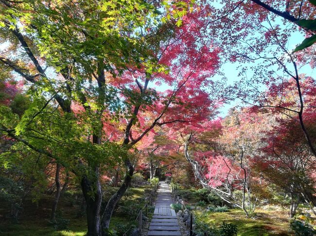 急激に情勢が落ち着いてきたのと、何かしらの勢い（!?）で神戸に行くことを決めてから旅行程を熟考。<br />神戸での予定は土曜の夜と日曜の昼。予定遂行のみを目的にして神戸か大阪で1泊だけでも良かったのだけど、せっかくこの時期に関西に行くなら京都の紅葉も見たいかな、観光客が戻りつつあるとは言え来年以降はもっと増えるだろうしな…などなど考えだし、週末の天気予報が良いのを確認してから旅行程を完全決定しました。<br /><br />11月の京都は14年振り！嵐山や神戸は18年振り！！<br />キャリーケースを使ったのは約2年振り…。<br />紅葉の色付きはあと一歩という感じでしたが、その分美しいグラデーションが見られて癒されました。<br /><br />旅行程を少し欲張ったので体力的にちょっとハードな部分があったものの、綺麗な景色を見ておいしいものを食べて本来の目的も満喫できて、久々に楽しい旅行でした。<br />楽しかった分、現実に戻るのはとっっっっても辛いのだけど…