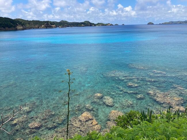 <父島→母島>父島の南50kmに位置する母島を目指します。約2時間の距離、ははじま丸は航路上にイルカが頻繁に出没することからドルフィンライナーとの別名があります。父島の大村湾には昨日から、ホーバークラフトを使用して補給の訓練をしていた海上自衛隊輸送艦「くにさき」が停泊しています。洋上に出ると、底抜けに明るい青い色「ボニン(無人をボニンと発音したようです)ブルー」がまぶしいです。母島が見えてきました。東京から南に1050km。標高463m、人口は460人です。1944年太平洋戦争の際、母島は強制疎開で無人島になり、日本返還後4年経った1972年にようやく定住が復活しました。長い期間、無人島だった母島は、父島よりさらに自然が残されているとのことです。
