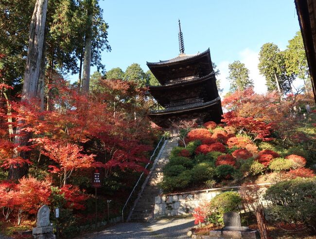 今年の紅葉は滋賀の湖南三山というスポットへ。<br />来週レベルアップする私…<br />（レベルアップとは誕生日を迎え歳を取ること。同僚とそう言いあってます　笑）<br />それを口実におとん（父）にどっか紅葉見に連れてってぇと(⌒▽⌒)<br />７０オーバーのおとんに運転させる上に拝観料はらって、誕生日やで！って言うと<br />すんなりＯＫの返事が（＾Ｏ＾☆♪<br />嫌って言われると思ったのにラッキー(笑)<br />そしておかん（母）にはランチを奢らせて、なんて娘やΣ(￣。￣ﾉ)ﾉ<br />ま、そんな感じで紅葉狩りは決定して、晴天の中紅葉と近江牛を満喫した<br />一日でした♪(*^^)o∀*∀o(^^*)♪