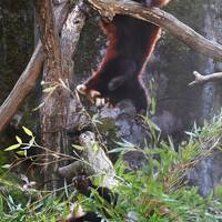 レッサーパンダはかわゆい !!! 東京都多摩動物公園