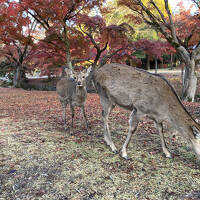 吉野、奈良公園で紅葉を浴びる！