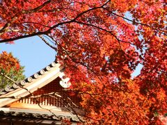 穴場中の穴場？胡宮神社の紅葉、まるで京都みたい！湖東三山の西明寺の紅葉＆あいとうのひまわり