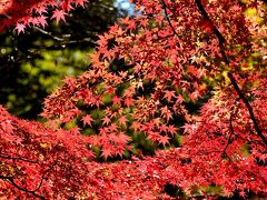 2021　紅葉を訪ねて（5）各務原の紅葉（法福寺・自然の遺作の森・県営各務原公園)